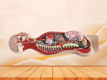 Sympathetic Nerve Silicone Anatomy Model for Sale