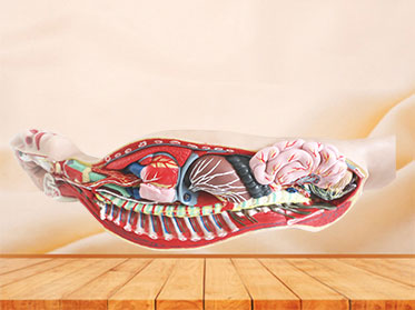 Human Sympathetic Nerve Silicone Anatomy Model for Sale