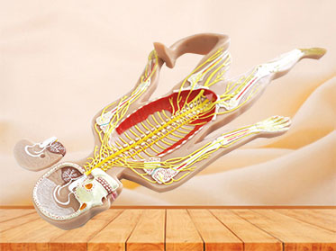 sympathetic nerve with brain silicone anatomy model for sale