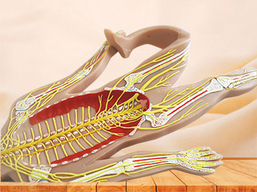 human sympathetic nerve with brain silicone anatomy model for sale