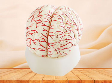 cerebral artery soft silicone anatomy model for sale