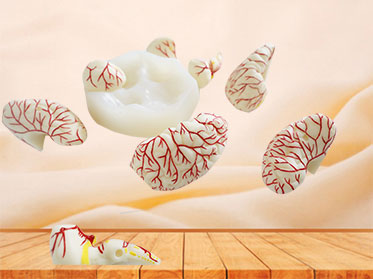 cerebral artery soft anatomy model for sale