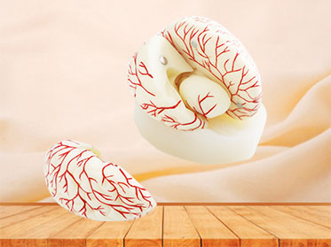 human cerebral artery soft silicone anatomy model for sale