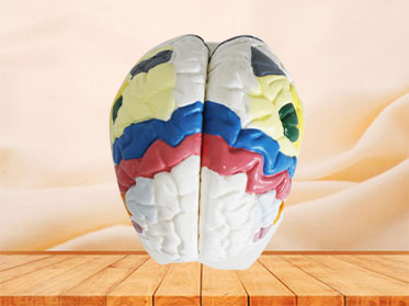 cerebral cortex soft silicone anatomy model for sale