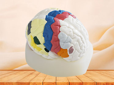 cerebral cortex silicone anatomy model for sale