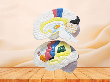 cerebral cortex silicone anatomy model for sale