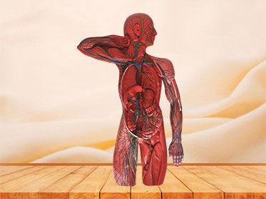 lymphatic system soft silicone anatomy model for sale
