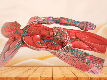 lymphatic system silicone anatomy model for sale