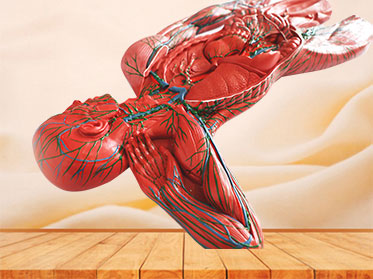 lymphatic system silicone anatomy model for sale