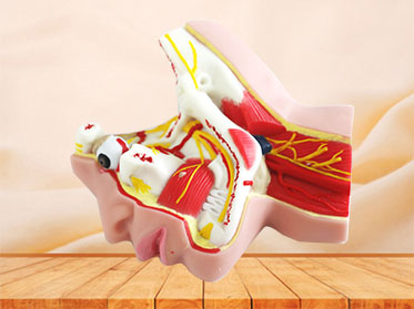 Trigeminal Nerve Silicone Anatomy Model for Sale