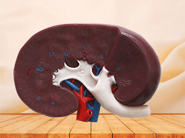 Section of Kidney Soft Silicone Anatomy Model for Sale
