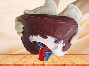 Section of Kidney Soft Anatomy Model for Sale