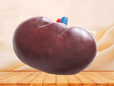 Section of Kidney Silicone Anatomy Model for Sale