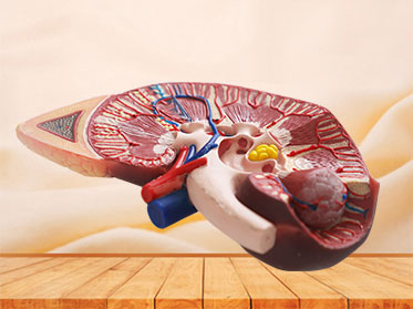 Kidney With Adrenal Gland Silicone Anatomy Model for sale