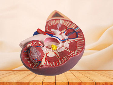 Human Kidney With Adrenal Gland Soft Silicone Anatomy Model for sale