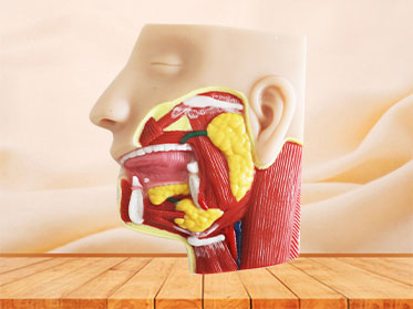 Salivary Glands Soft Silicone Anatomy Model for Sale