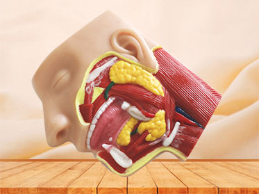 Human Salivary Glands Soft Silicone Anatomy Model for Sale