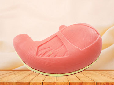Stomach Muscle Soft Silicone Anatomy Model for sale