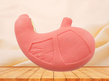 Stomach Muscle Silicone Anatomy Model for sale