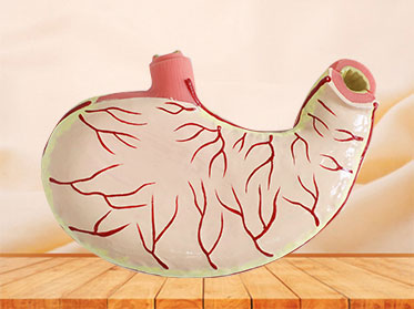 Stomach Muscle Soft Anatomy Model for sale