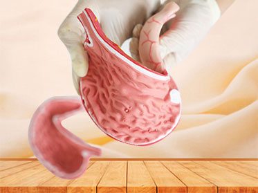 stomach soft silicone anatomy model for sale