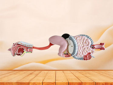 Digestive System Soft Silicone Anatomy Model for Sale