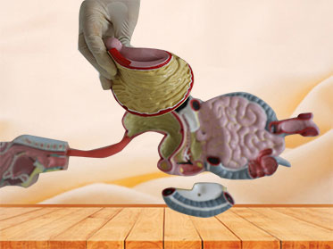 Digestive System Silicone Anatomy Model for Sale
