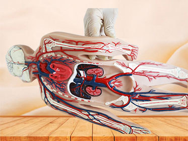 Blood Circulation System Silicone Anatomy Model for sale