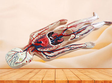 Human Blood Circulation System Soft Anatomy Model for sale