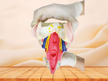 Throat Wall Muscle Soft Silicone Anatomy Model for sale