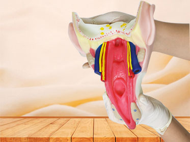 Throat Wall Muscle Soft Anatomy Model for sale