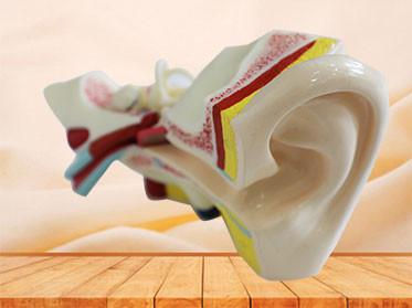 right ear soft silicone anatomy model