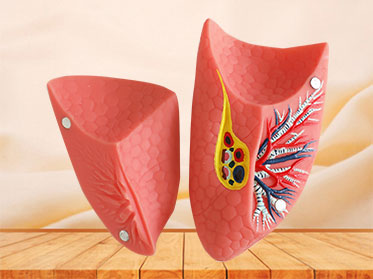 double lung soft silicone anatomy model for sale