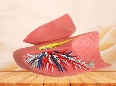 double lung silicone anatomy model for sale