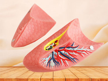 double lung soft anatomy model for sale