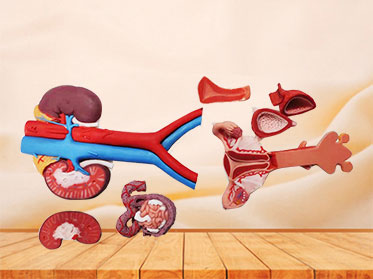 Female genitourinary system soft silicone anatomy model for sale