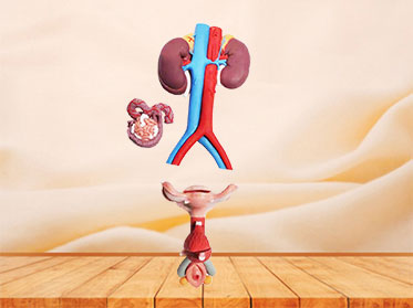Human female genitourinary system soft silicone anatomy model for sale