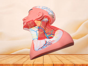 Superficial Arteries and Nerves of Head and Neck Soft Anatomy Model for Sale