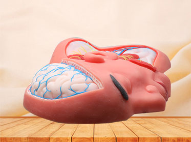Human Superficial Arteries and Nerves of Head and Neck Silicone Anatomy Model for Sale