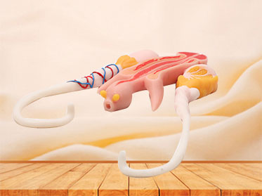Male Reproductive Organ Soft Anatomy Model for sale