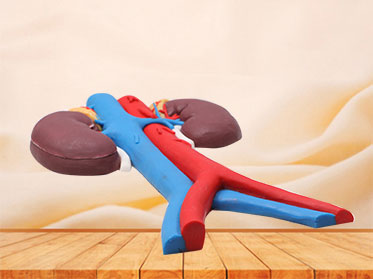 Kidney and blood vessels soft silicone anatomy model for sale