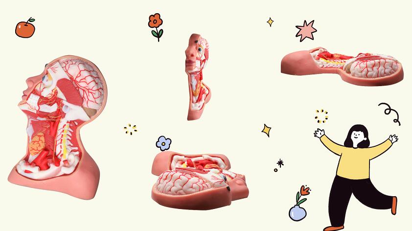 head and neck soft silicone anatomy model