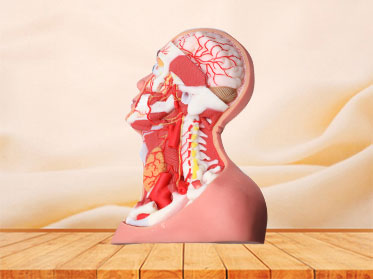 Deep Arteries And Nerves Of Head And Neck Soft Silicone Anatomy Model for sale