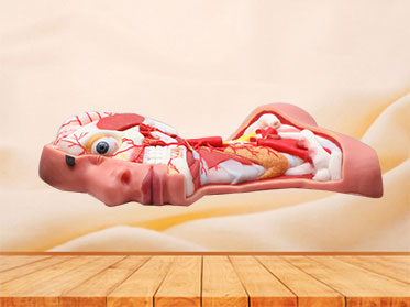 Deep Arteries And Nerves Of Head And Neck Silicone Anatomy Model for Sale
