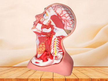 Deep Arteries And Nerves Of Human Head And Neck Soft  Anatomy Model for sale