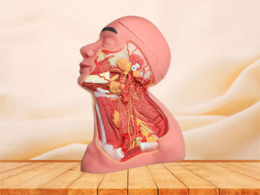 Median Arteries And Nerves Of Head And Neck Soft Silicone Anatomy Model for sale