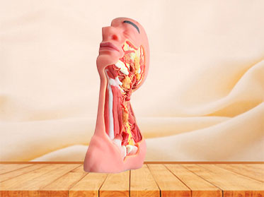 Human Median Arteries And Nerves Of Head And Neck Soft Silicone Anatomy Model for sale