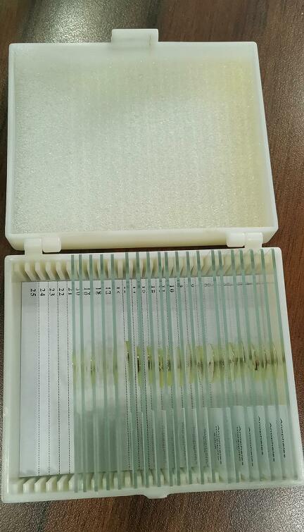 biological microscope slides