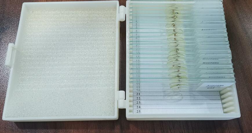 prepared microscope slides