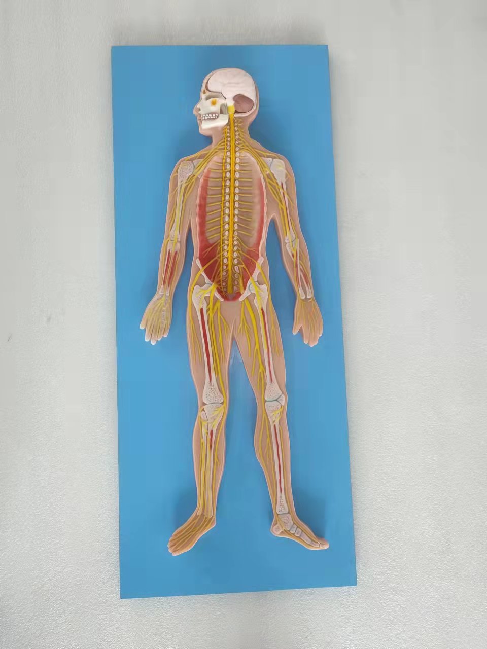 whole body nerves soft silicone anatomy model